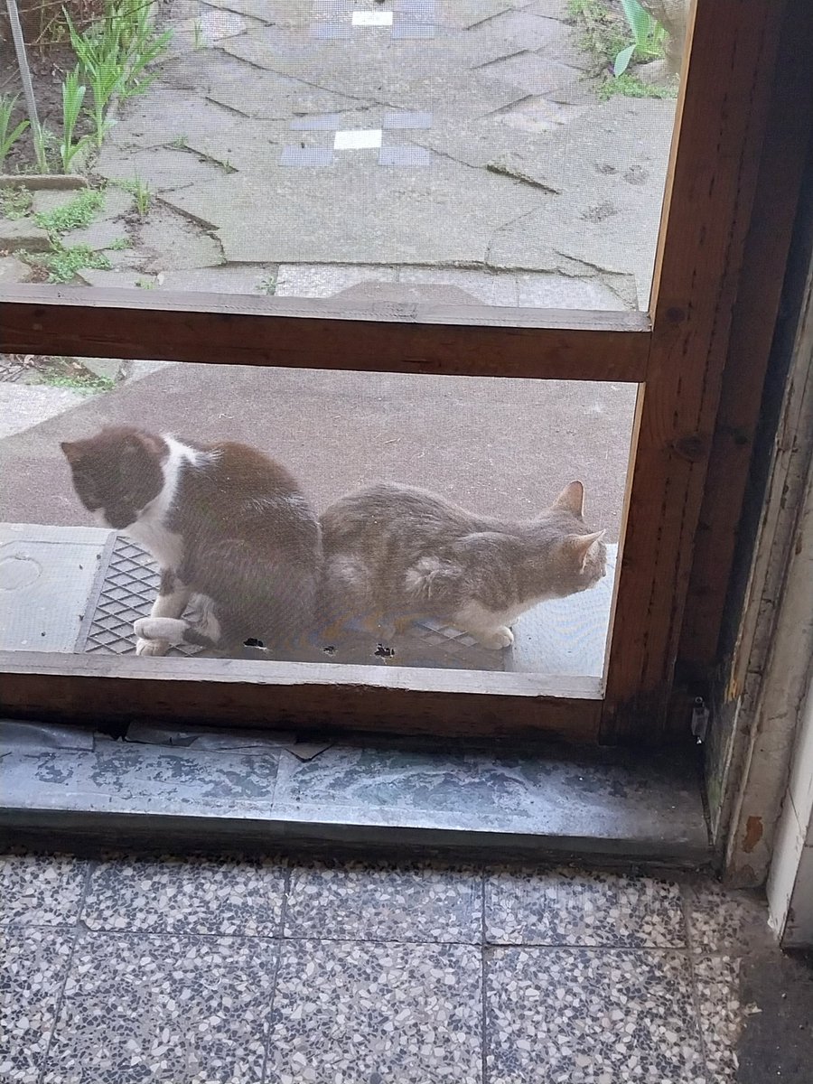 Andrea🍀🐵🐒 tweet media