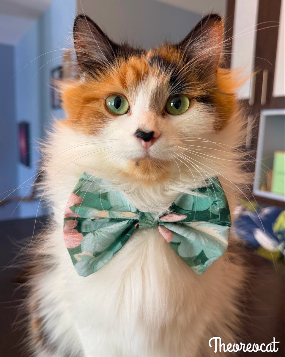 The Oreo Cat tweet media