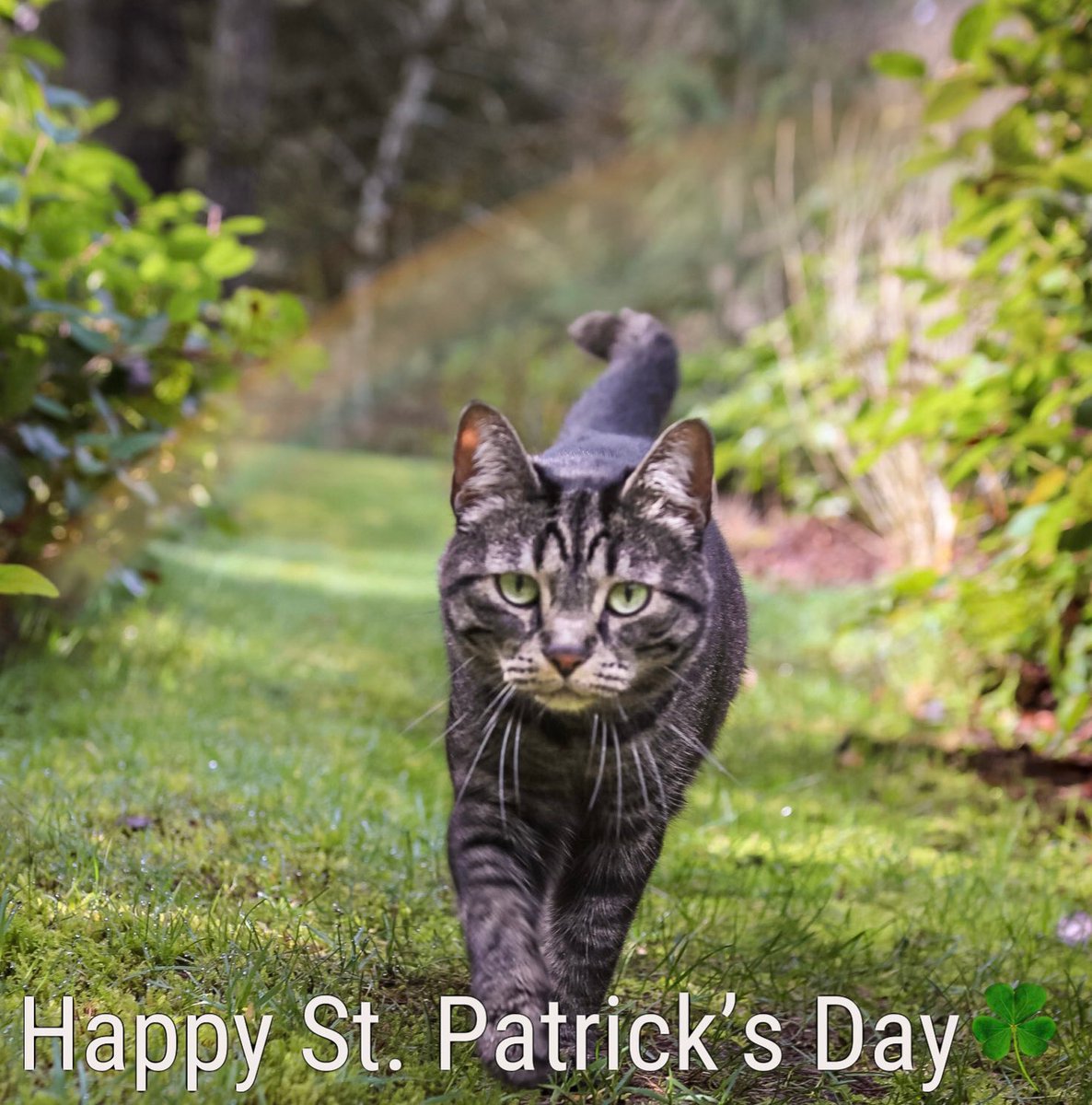 Minnie the Cat tweet media