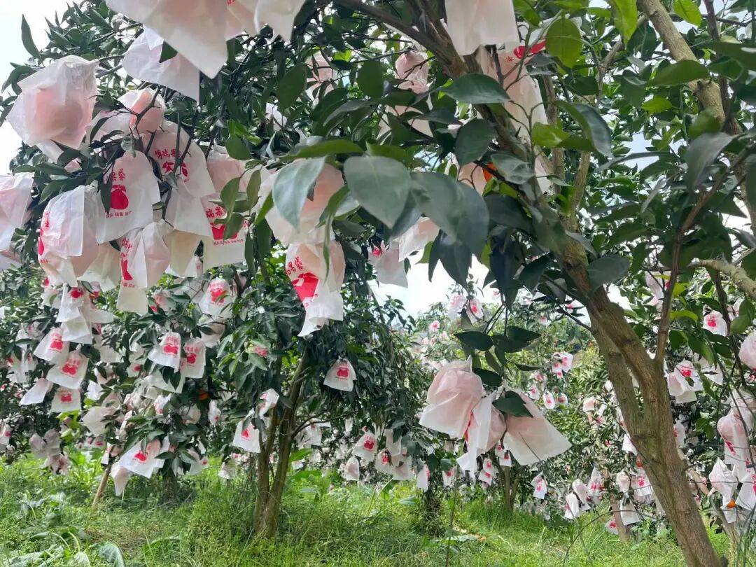 agung kreshima aska tweet media