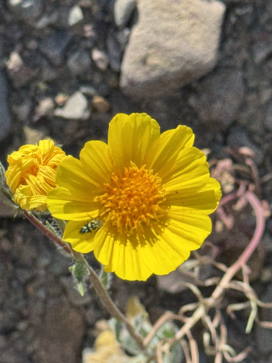 Kevin Janison tweet media