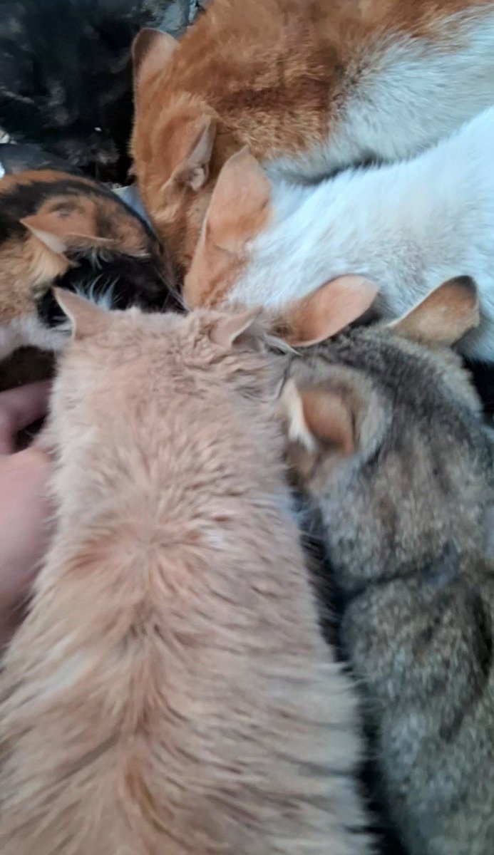 Animal Friends Shelter Gaza tweet media