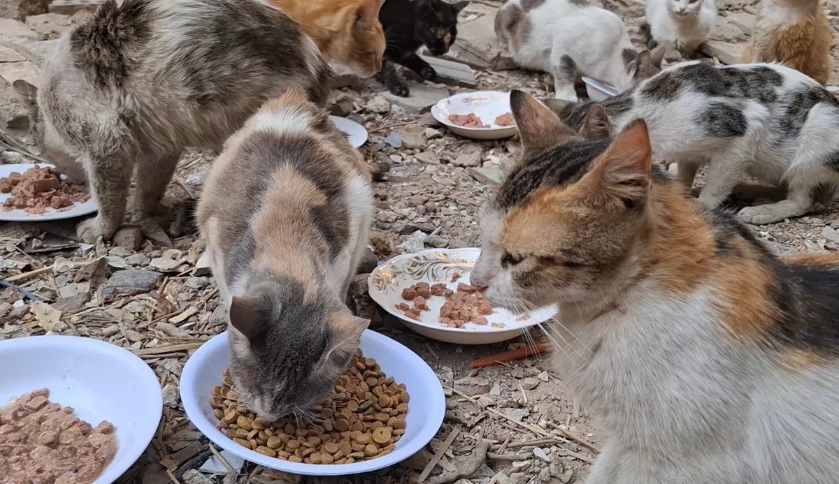 Animal Friends Shelter Gaza tweet media