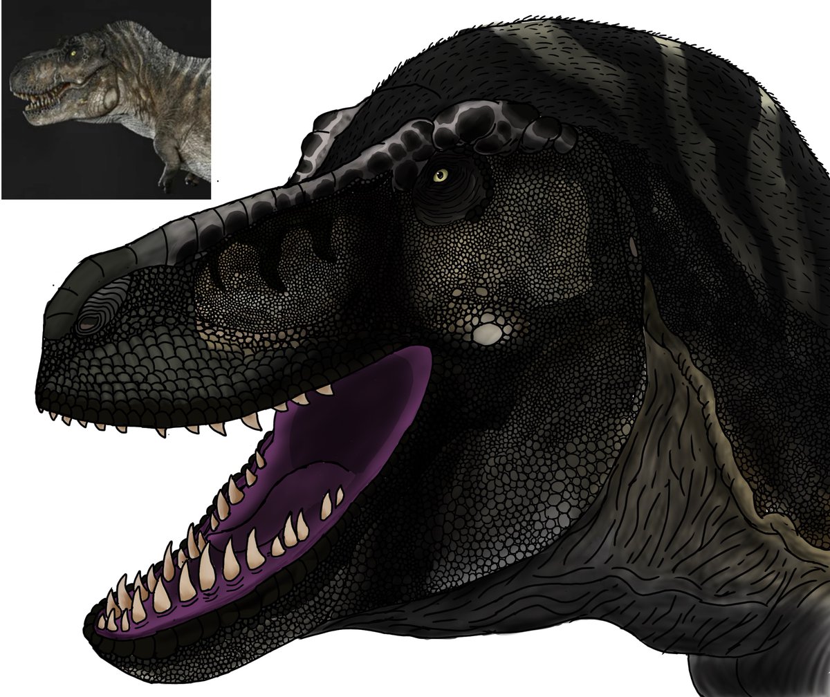 Maip Macrothorax tweet media