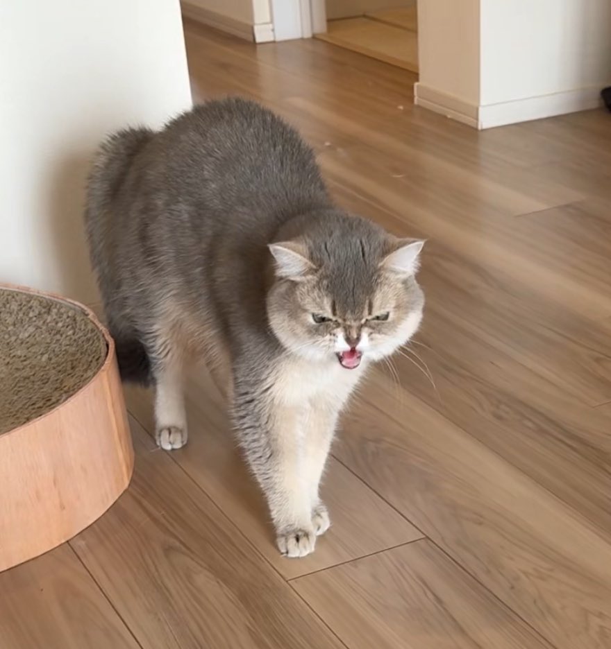 ニコ🐾ミア🐱体格差兄妹 tweet media