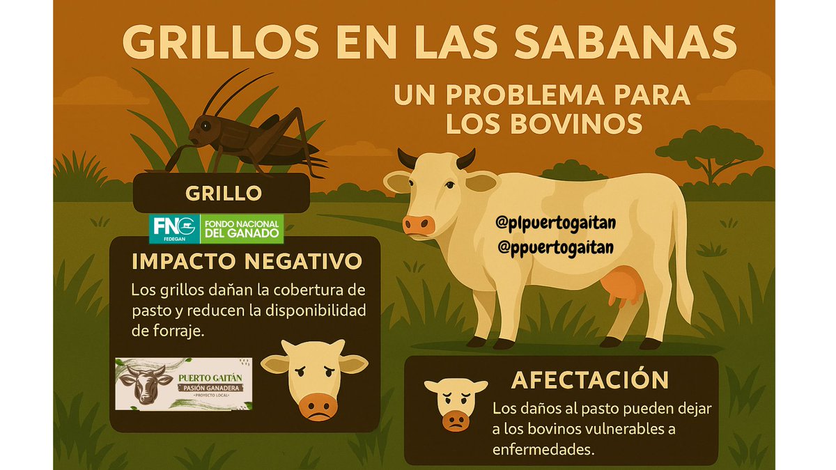 Proyecto Local PuertoGaitan tweet media