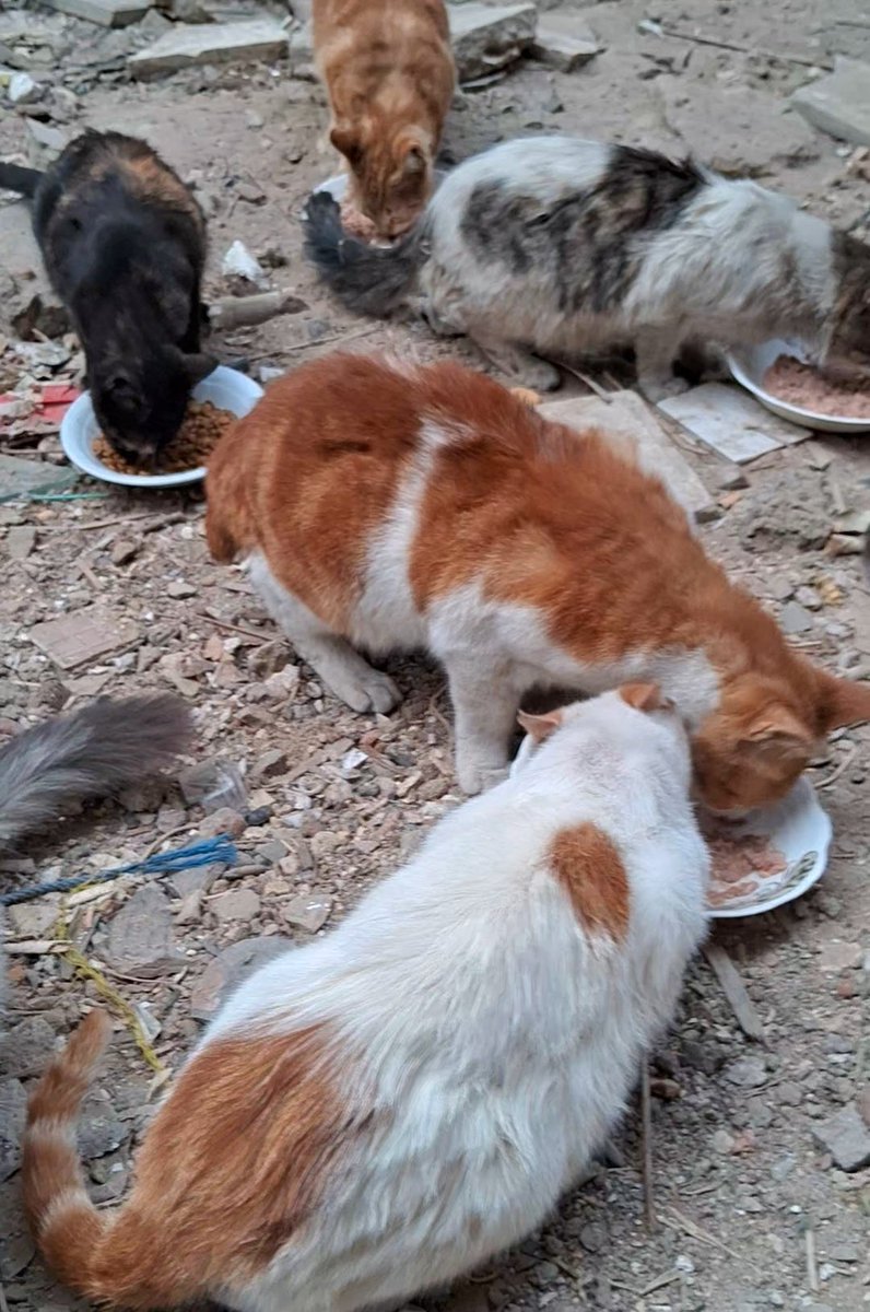 Animal Friends Shelter tweet media