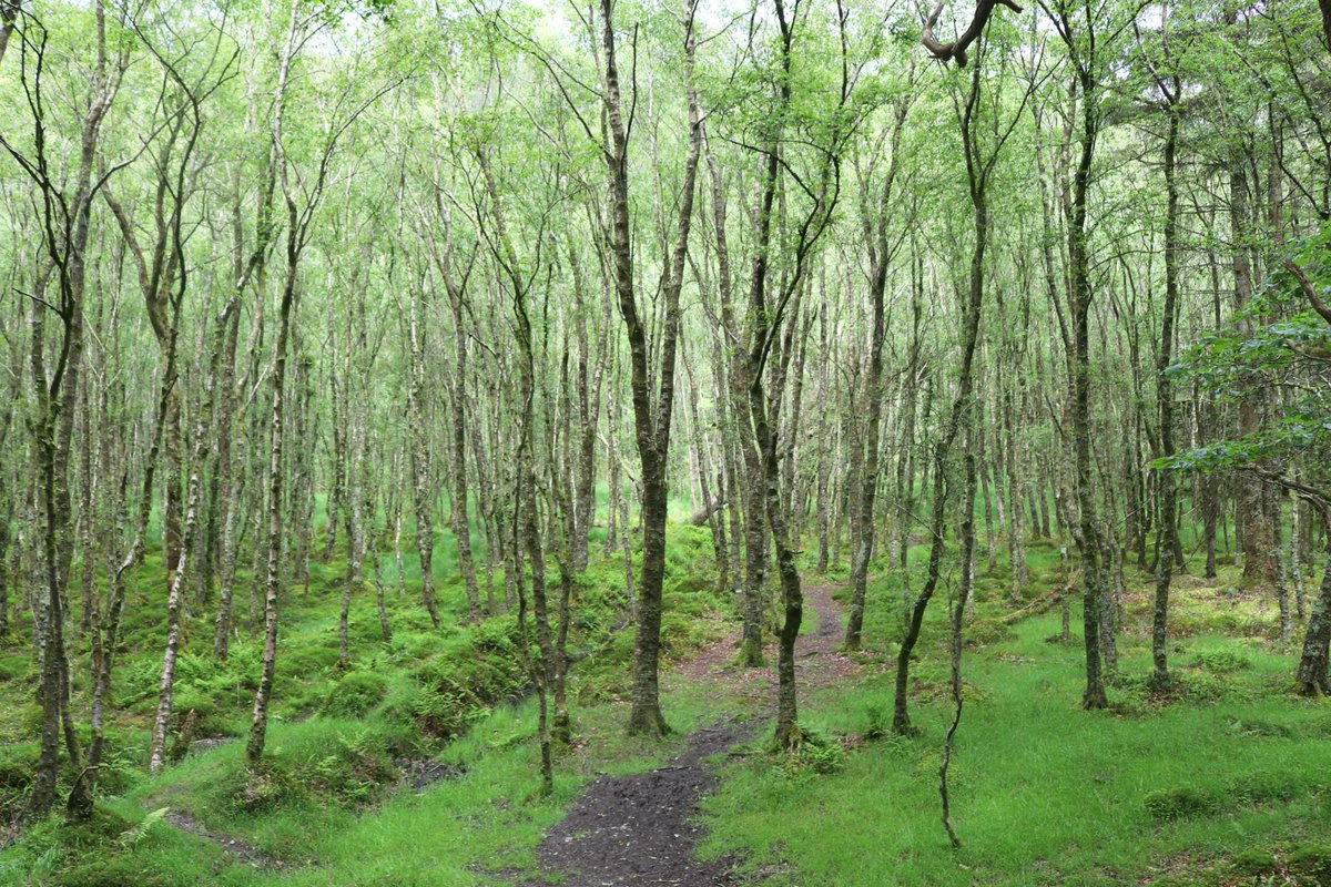 TheWokeObserver tweet media