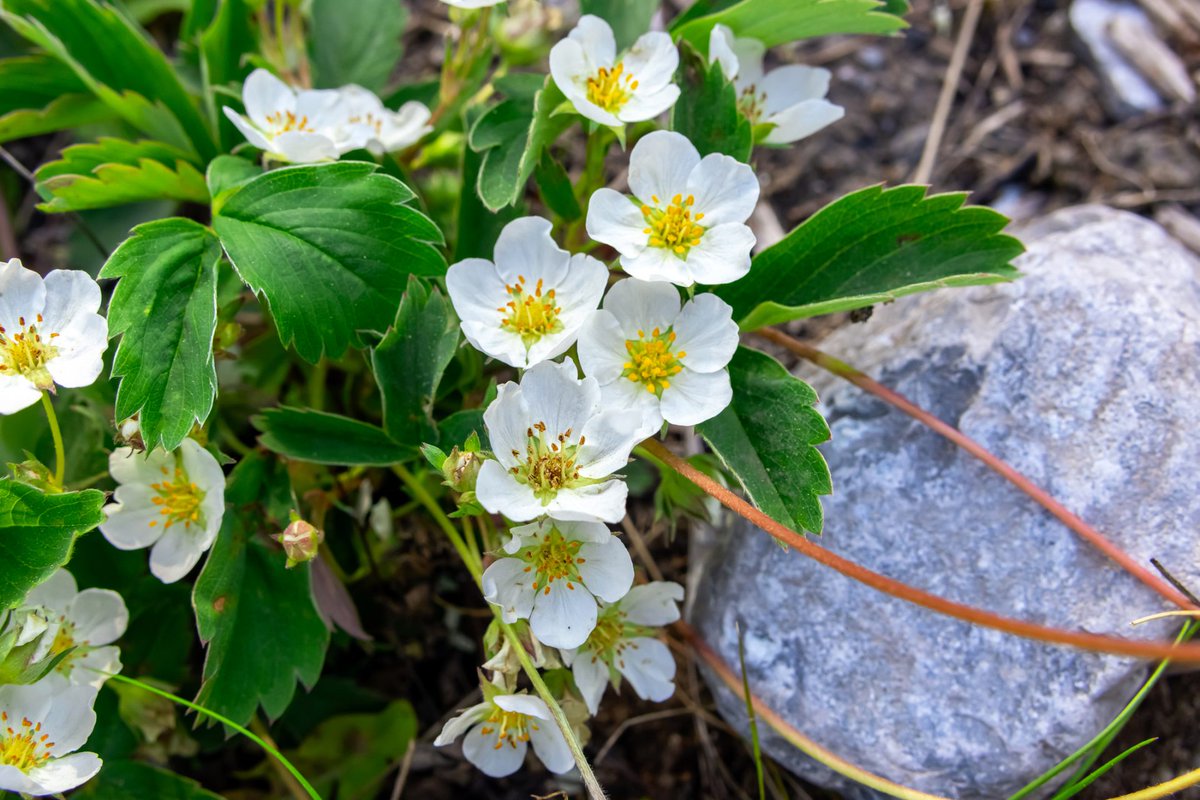 Canadian Wildlife Federation tweet media