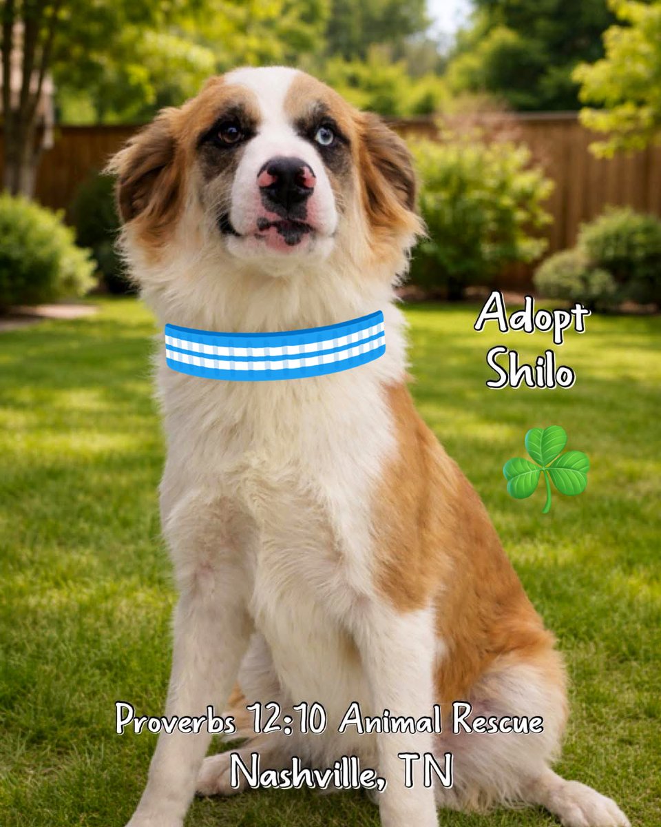 Proverbs 12:10 Animal Rescue tweet media