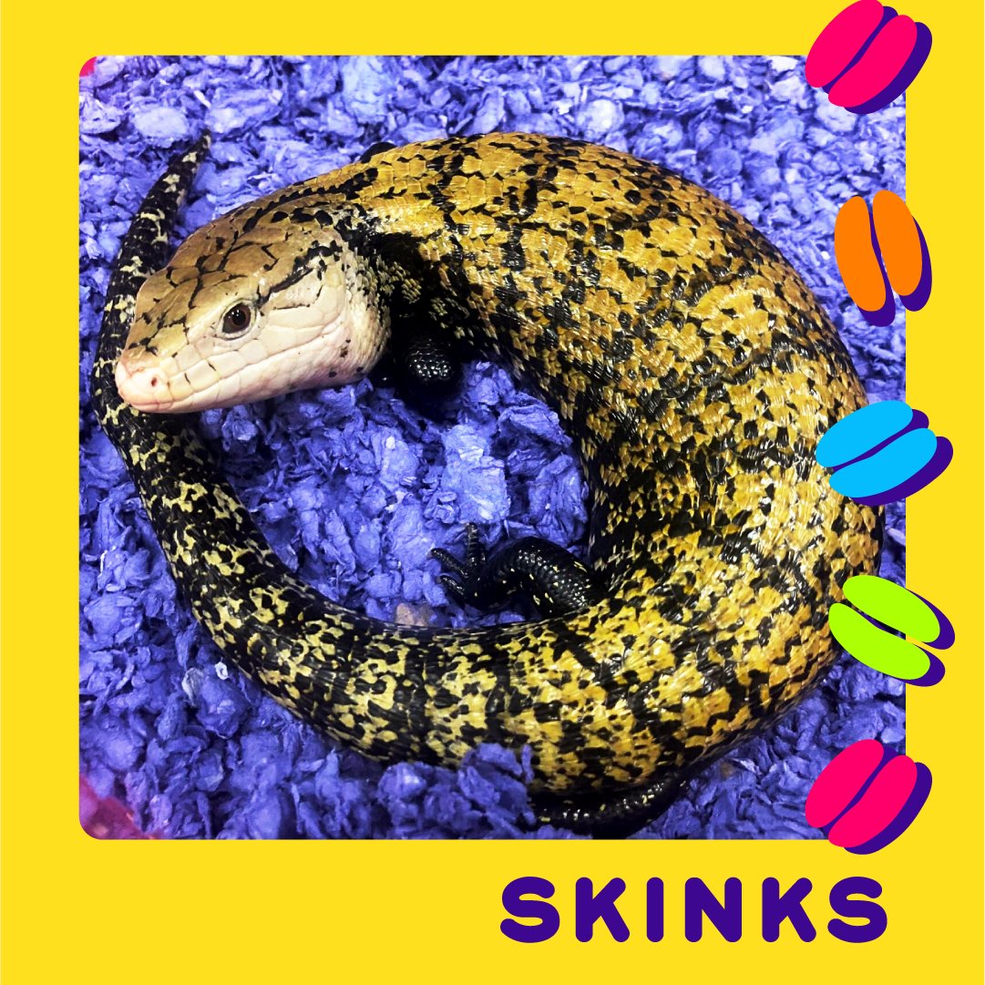 Once In A Wild tweet media