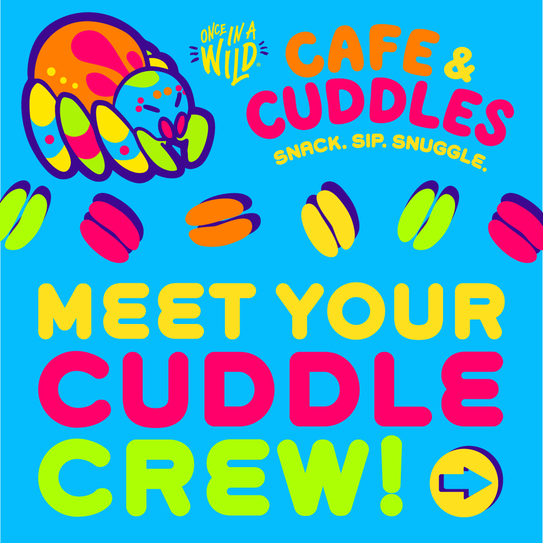 Once In A Wild tweet media