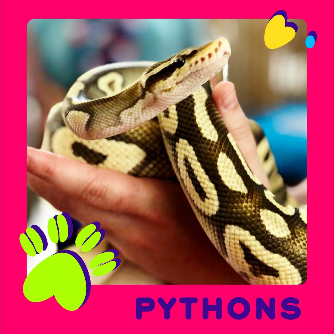 Once In A Wild tweet media