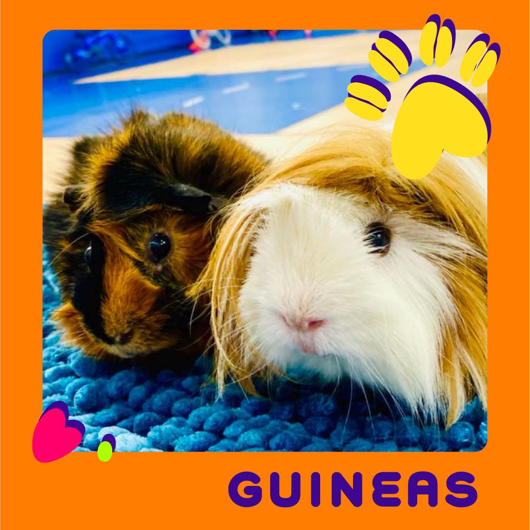 Once In A Wild tweet media