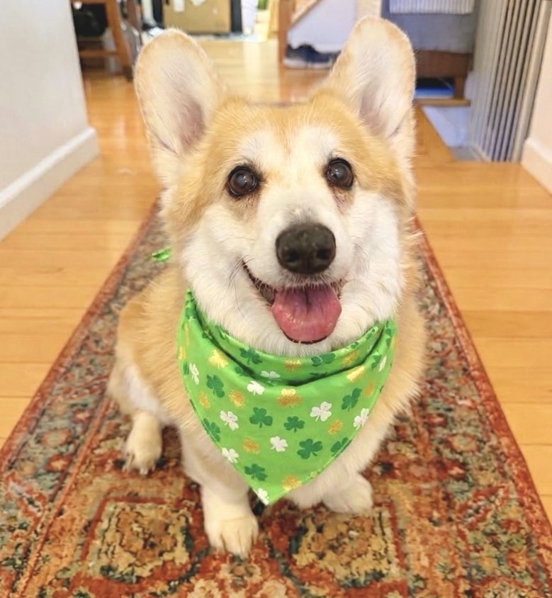 Lilo the Welsh Corgi tweet media