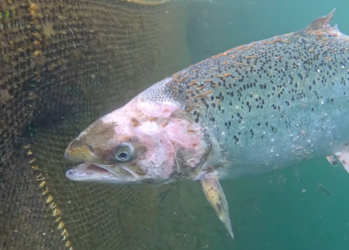 Jane Burgess tweet media