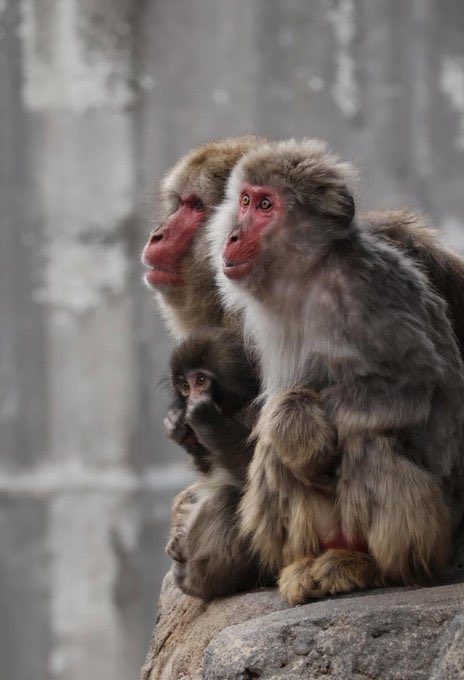 ThisIsIt tweet media