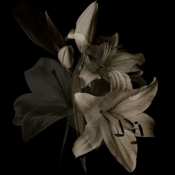 finn. 𝜗ৎ tweet media