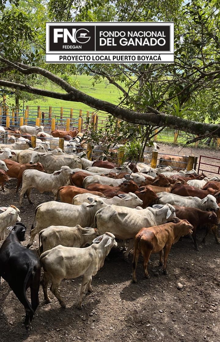 Puerto Boyacá Pasión Ganadera tweet media