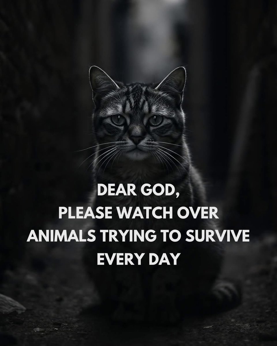 Mr PitBull tweet media