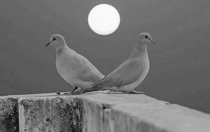 Noor e Haya tweet media