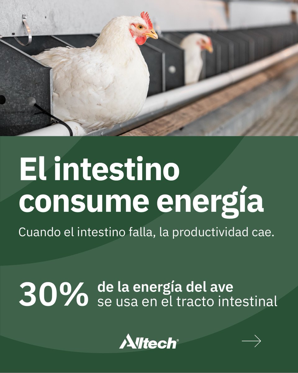 Alltech Latinomérica tweet media