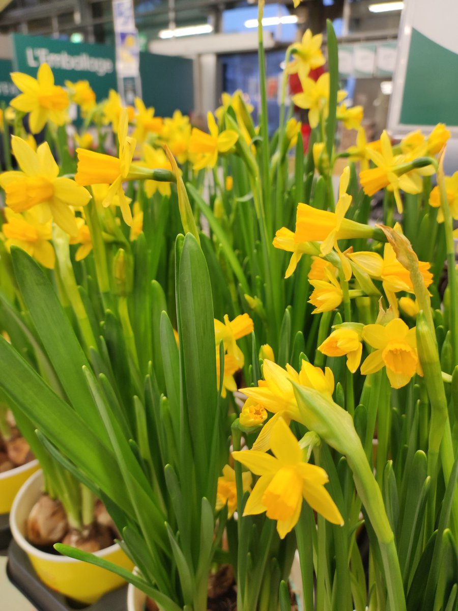 Truffaut tweet media