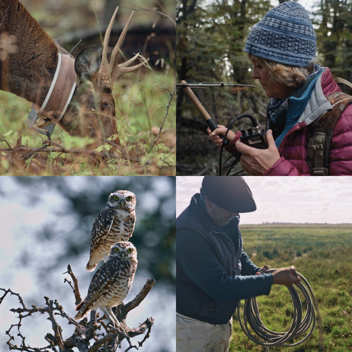 Dan Cabela tweet media