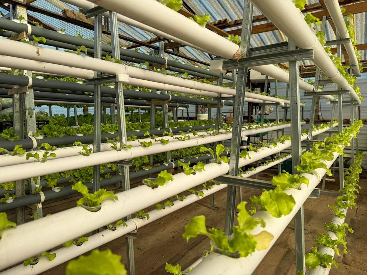 Crecer en producción local es generar trabajo y consumir alimentos de mejor calidad.

A pesar de las dificultades económicas nacionales, invertimos en plantines, sistema de riego y asesoramiento técnico.

Acompañamos con convicción a los productores locales. Sabemos de su