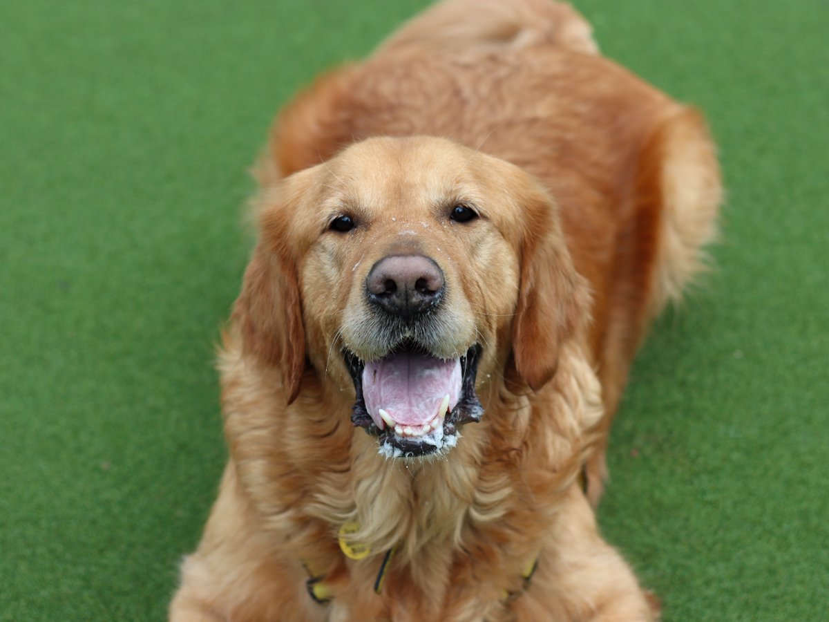 Dogs Trust Glasgow tweet media