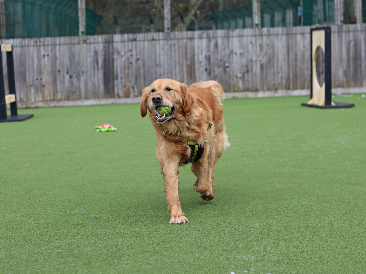Dogs Trust Glasgow tweet media