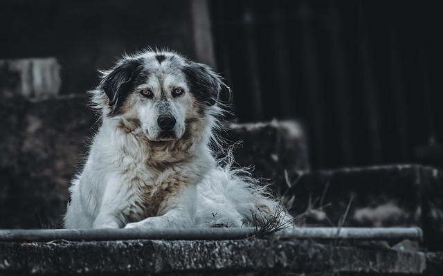 Jessica Turkvan tweet media