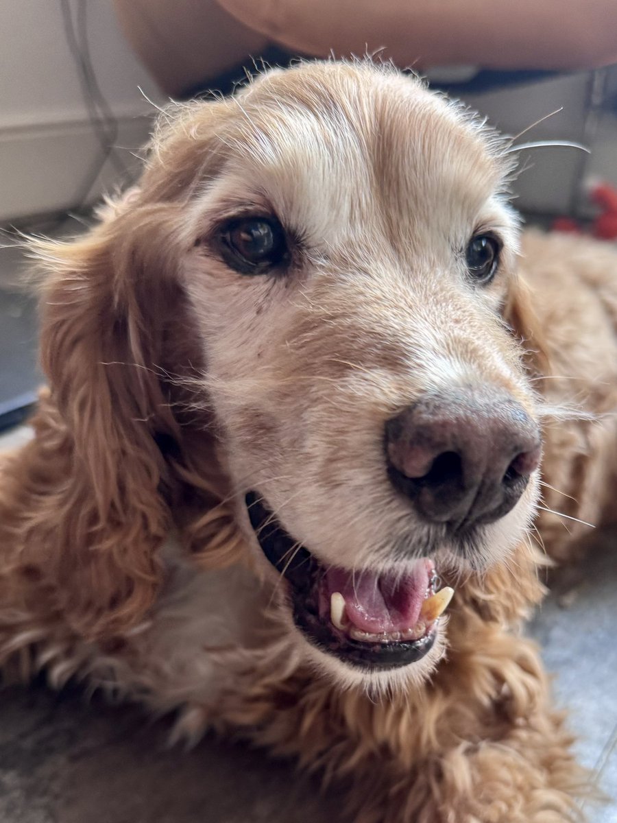 Super Spaniels tweet media