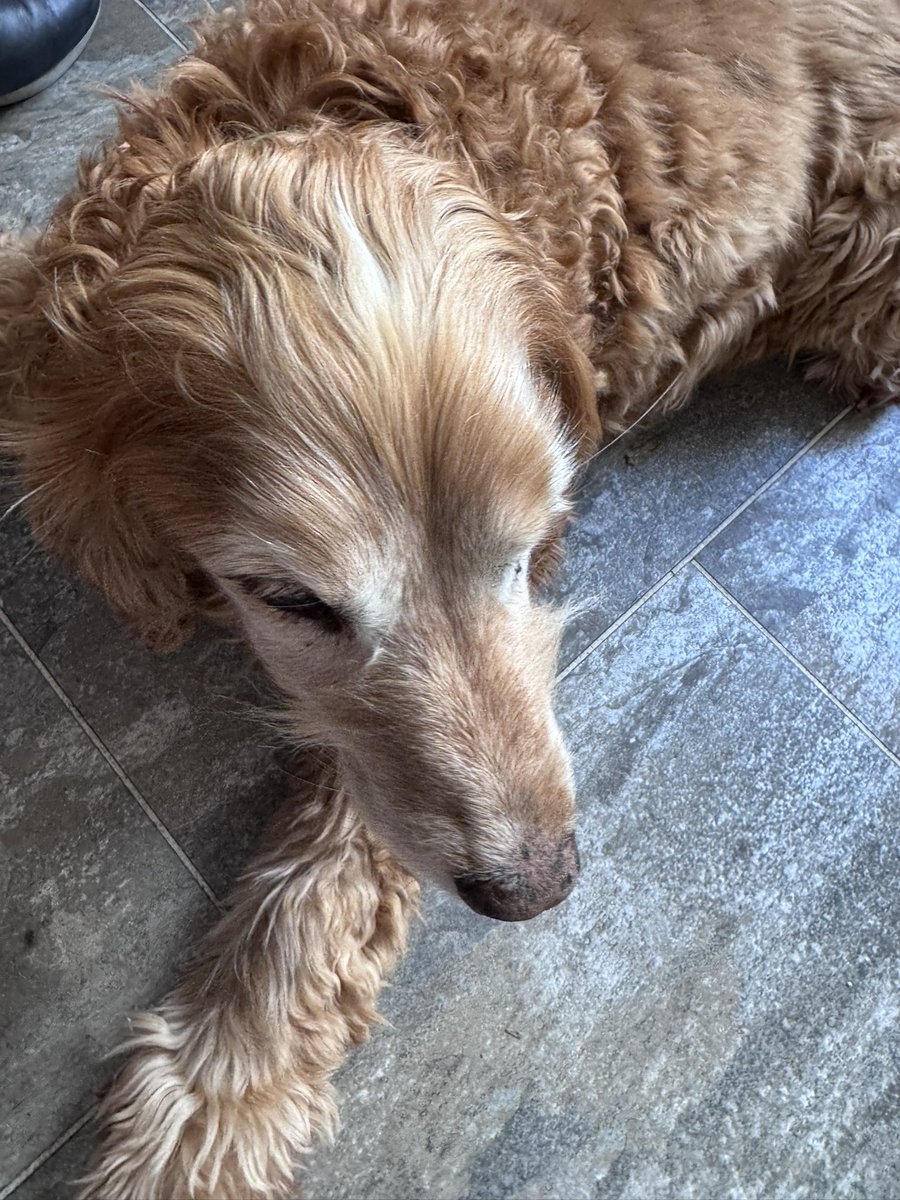 Super Spaniels tweet media