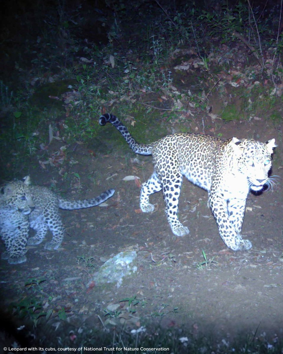 Rainforest Trust tweet media