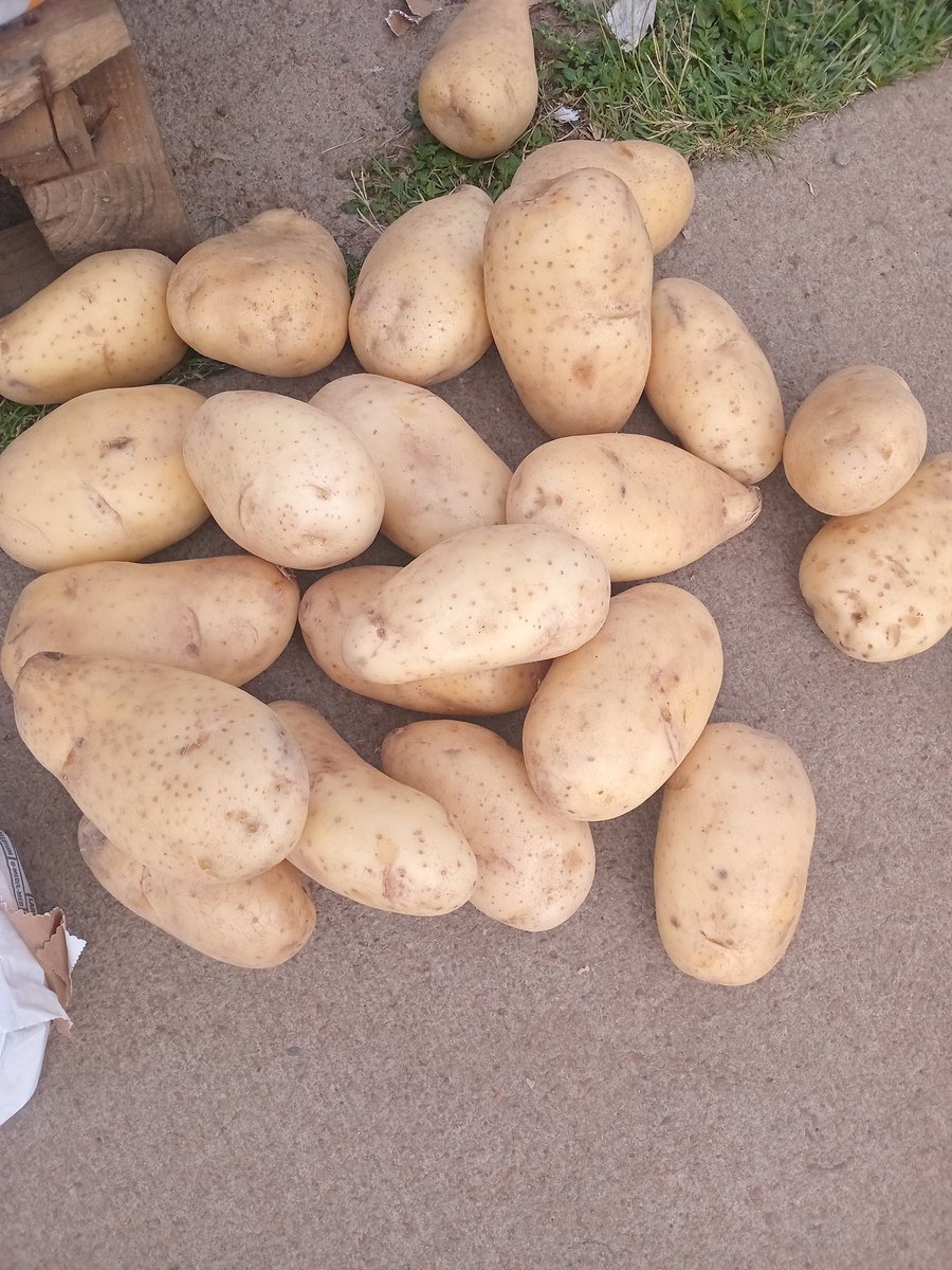 Mshana ka malume🏌‍♂️ tweet media