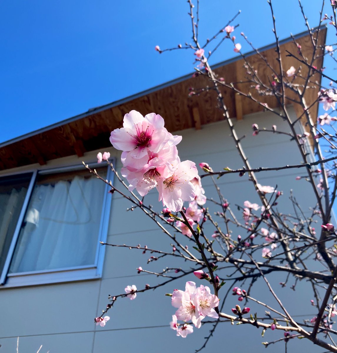 himi_shimo's tweet photo. 下北沢・ボーナストラックの謎めいた春🌸

これ、桜かと思った❗️
名札見たらなんと⁉️

アーモンドの花らしい💥

青空とピンクが、すがすがしい

でも、なぜあるの❓
@bonustrack_skz 

#下北沢 #ボーナストラック #春の風景 #アーモンドの花 https://t.co/IF1xCcWXGO
