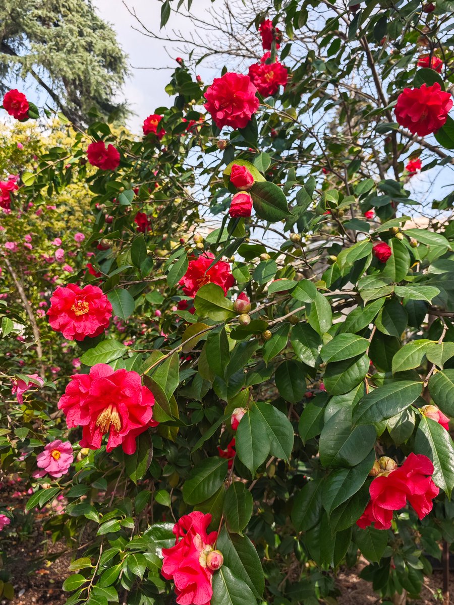KatySnchez's tweet image. Arbusto de camelia (Camellia japonica) en plena floración. #camelia #arbusto #flores #hacerfotos #jardin