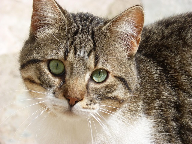 Mackie Quade tweet media