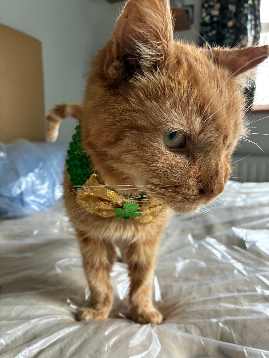 Aunt Scwagers 🌈 Bridie 🌈Blackie🌈Kitten and Fred tweet media