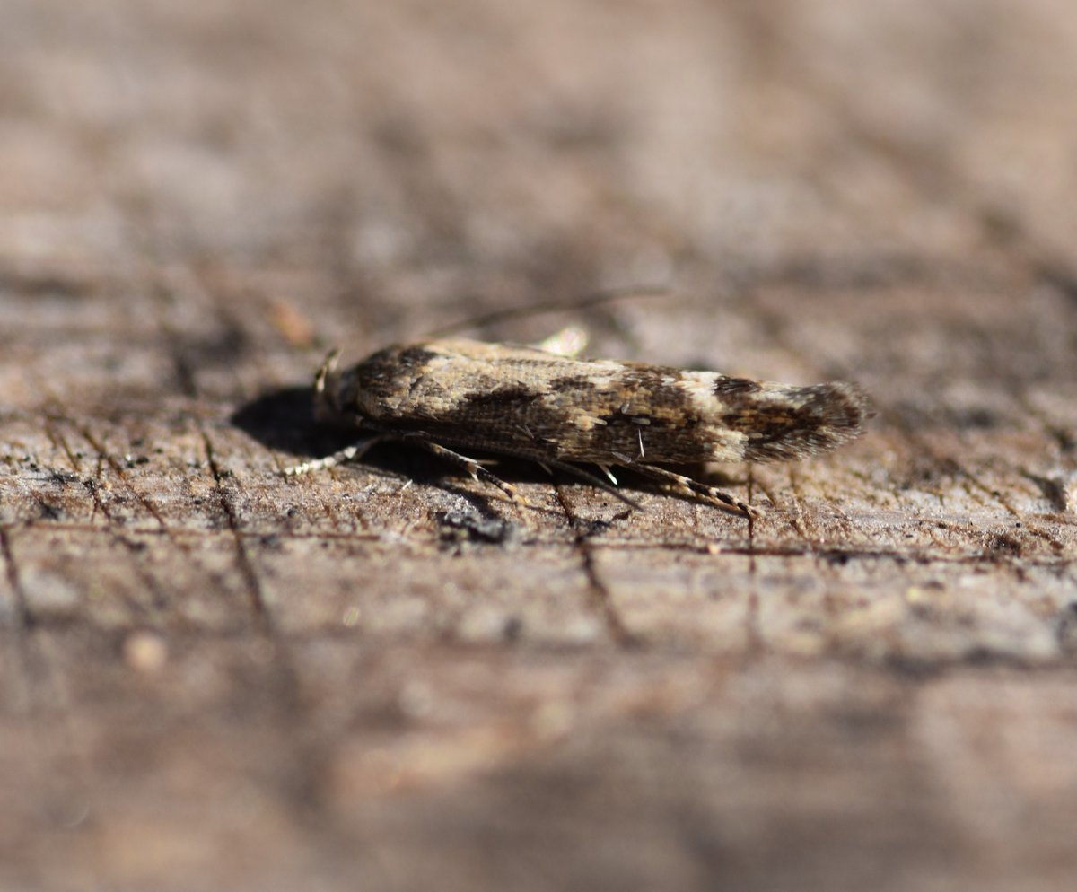 Too Lazy To Weed tweet media