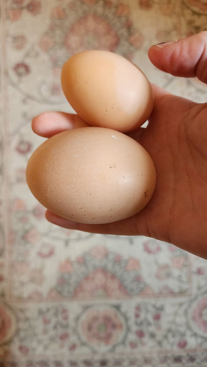 Tori Nikulas 🐔🎀『Fried Rice』 tweet media