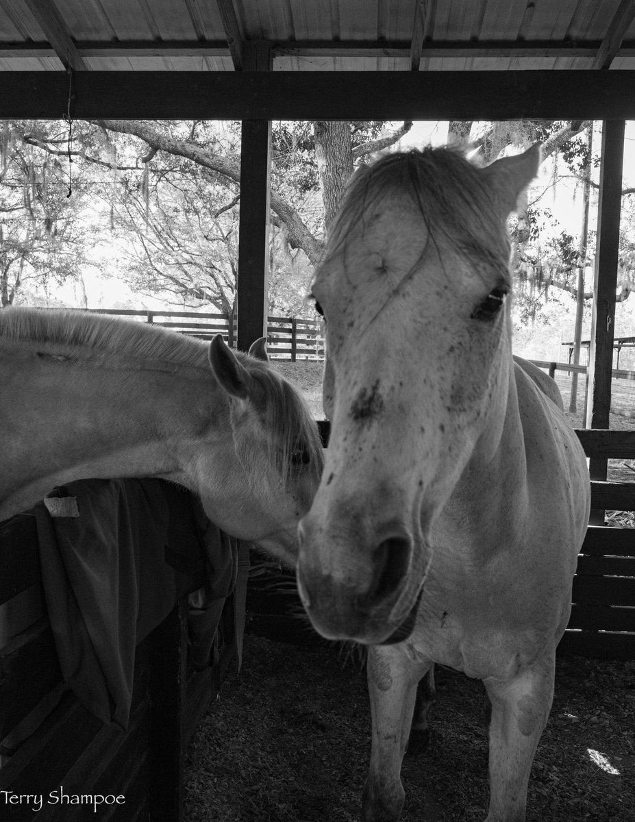 ChefShampoe's tweet photo. Tarbes messing with Summerr!
#horsephotography #horse #photographer #photography #pics https://t.co/8LYd1Z7GC2