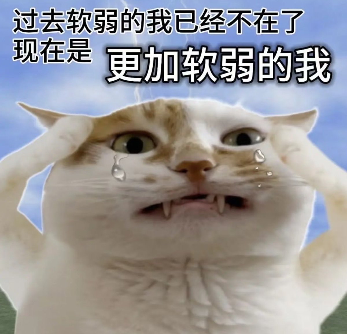 孟孟哒crypto tweet media