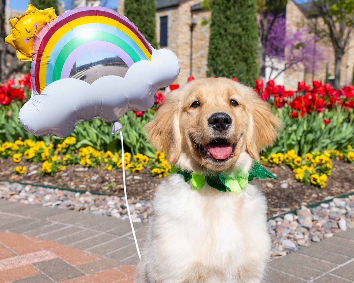 The University of Tulsa tweet media