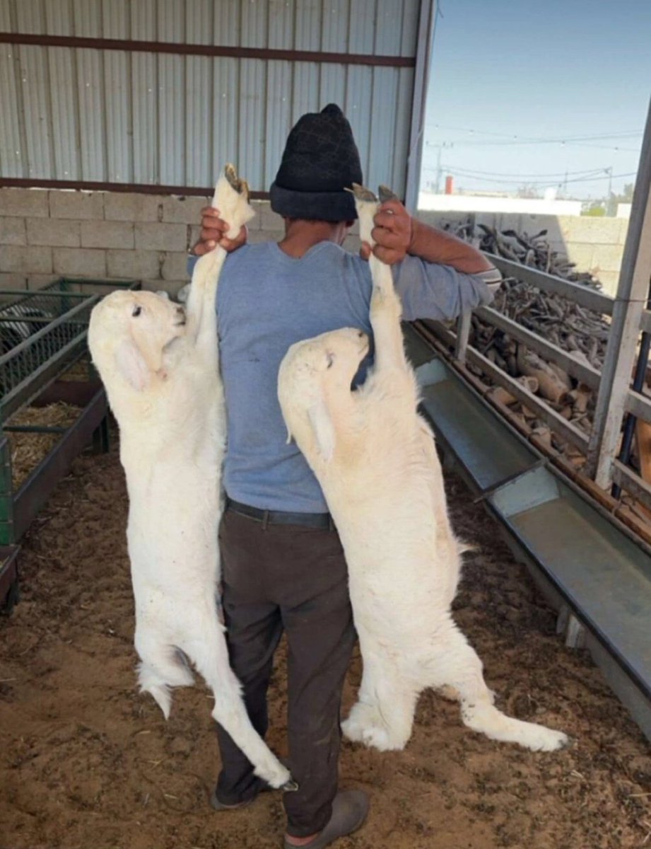 الترياق الشافي 🥣 tweet media