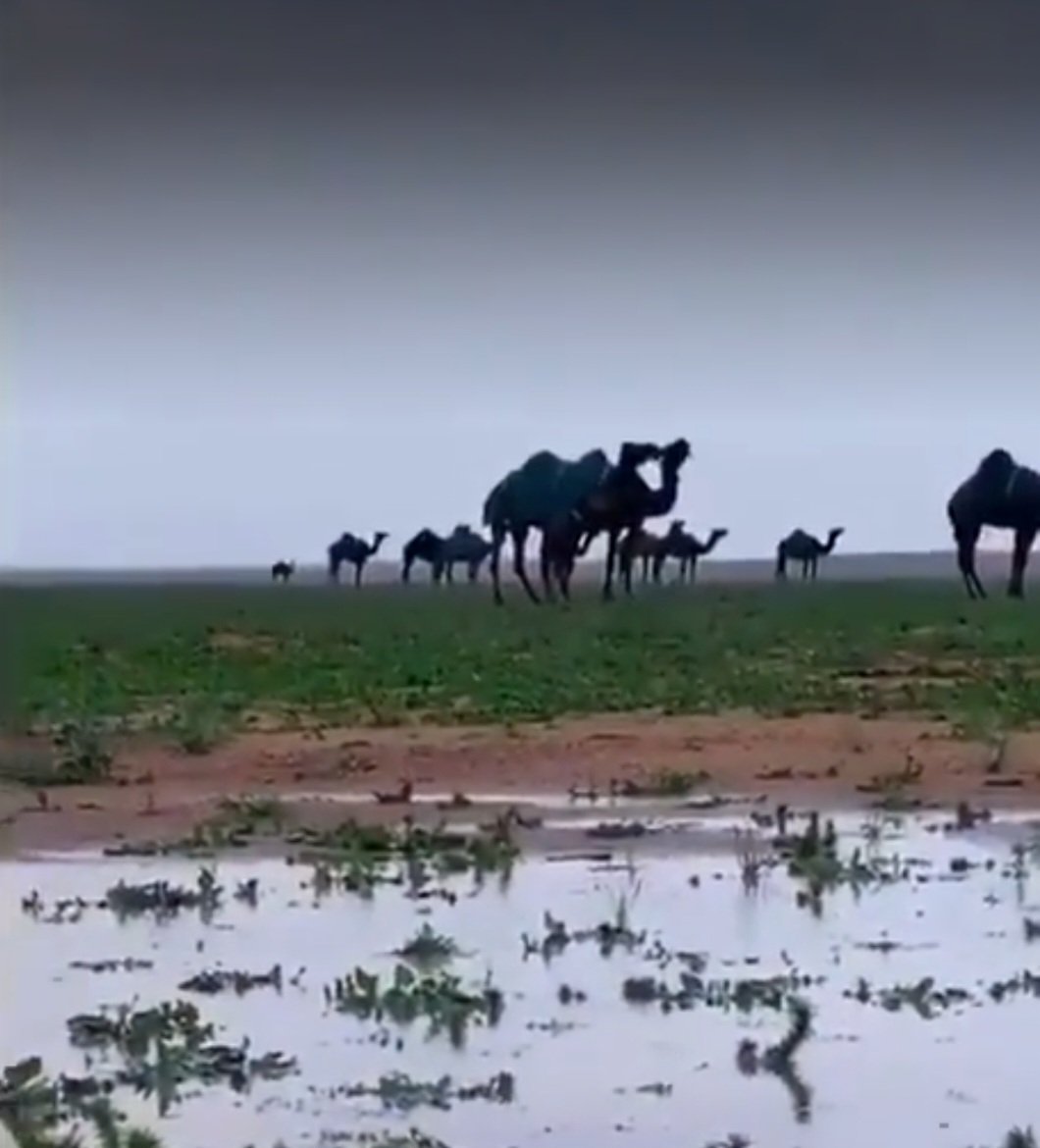 خالد بن سالم tweet media