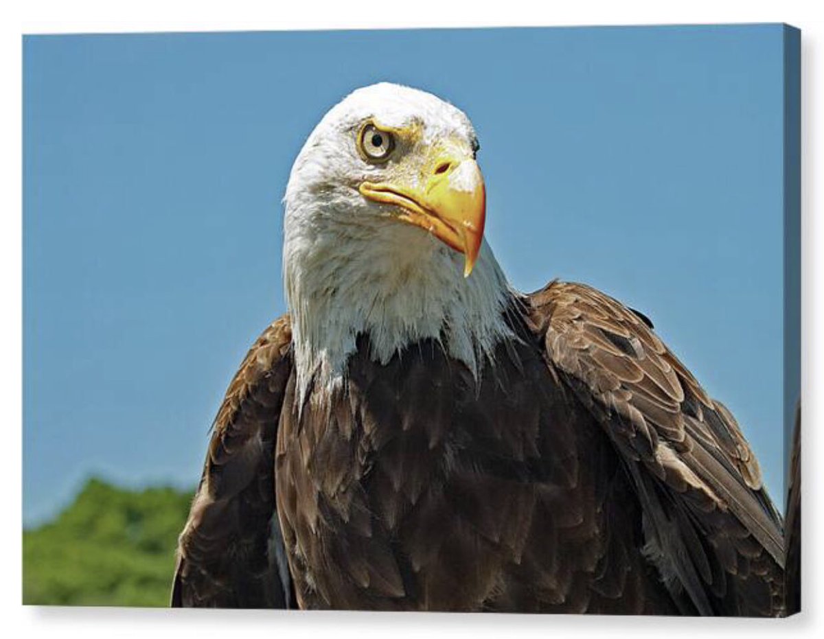 shonna99784's tweet photo. Majestic Bald Eagle in Profile - Canvas Print https://t.co/3AVQLOUIgz

#Majestic #BaldEagle #Profile #Patriotic #Freedom #BirdOfPrey #CanvasPrint #FineArt #HomeDecor #ShonnaHawkinsPhotography https://t.co/fEHPpRZpcs