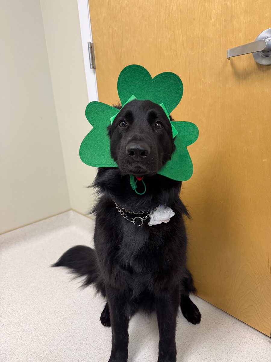 Cornell University Veterinary Specialists tweet media