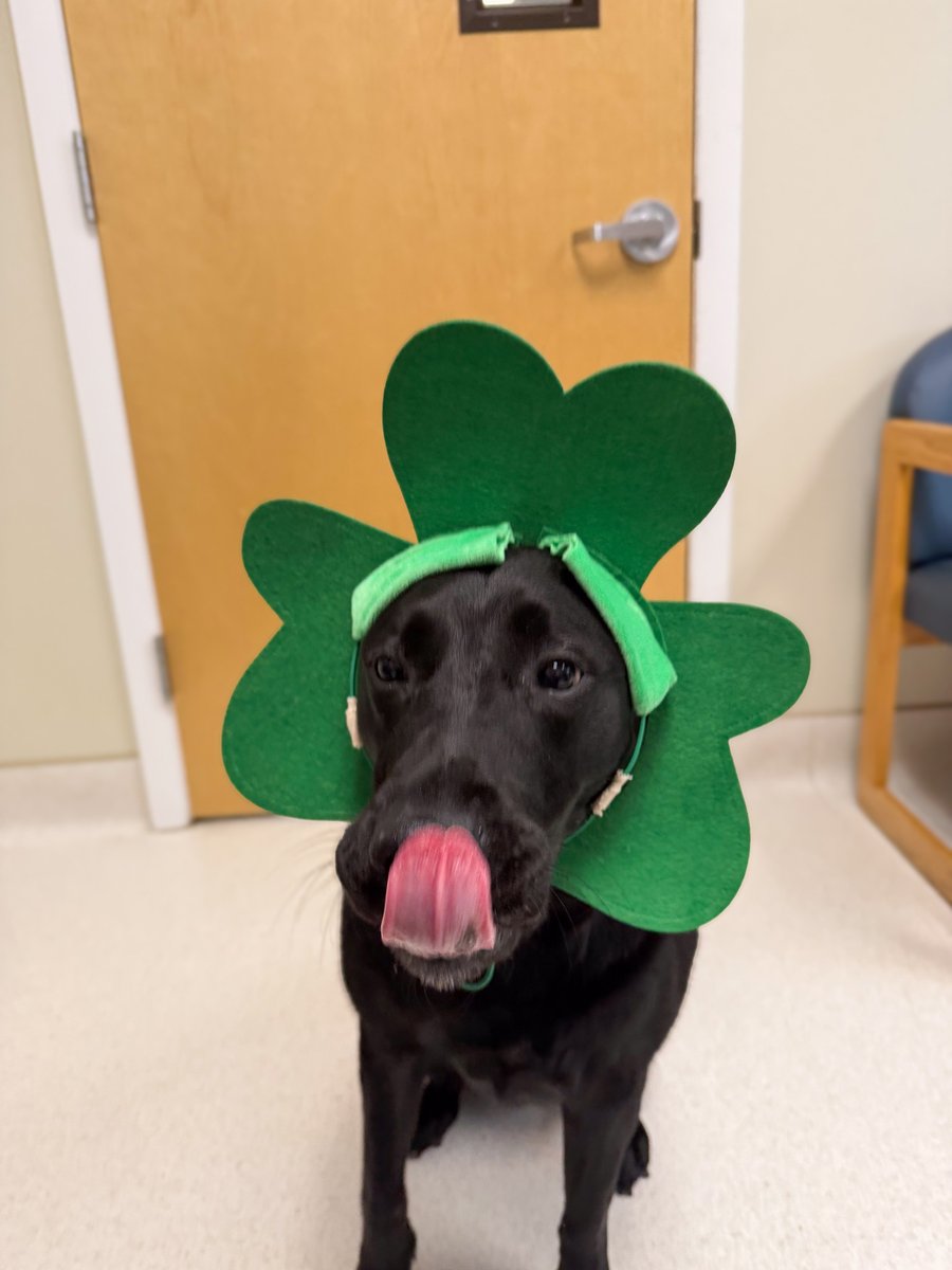 Cornell University Veterinary Specialists tweet media